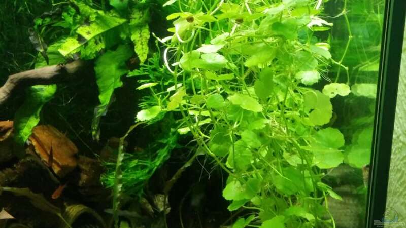Pflanzen im Aquarium Das neue Fischsüppchen von Miss Kasimir (10)