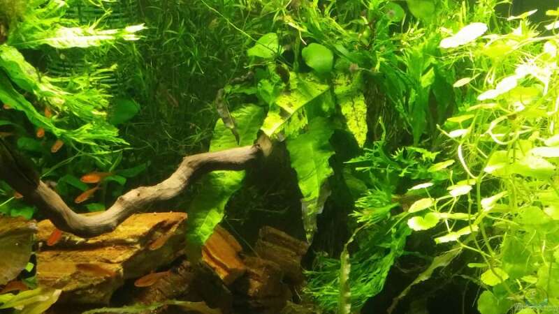 Pflanzen im Aquarium Das neue Fischsüppchen von Miss Kasimir (11)