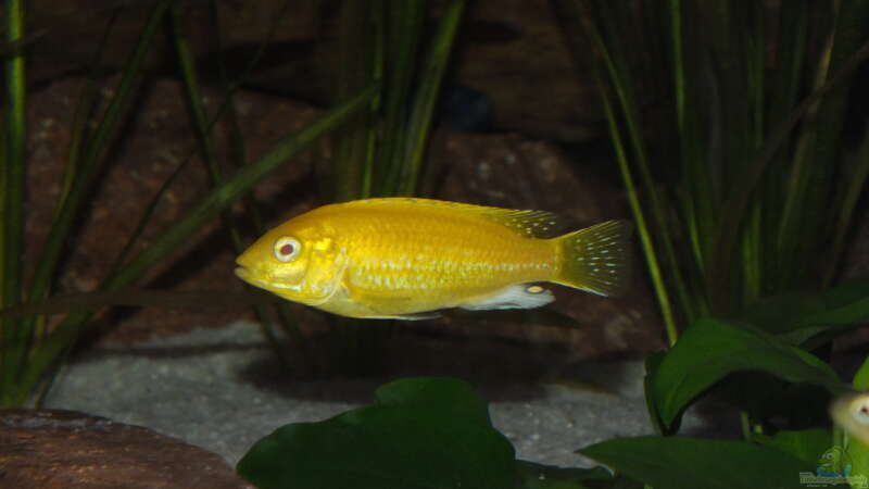 Labidochromis Cearuleus Yellow von Slay (10)