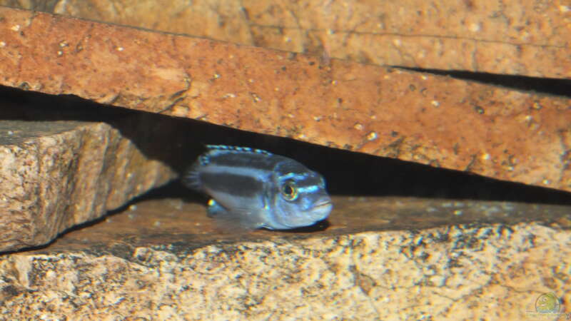 Melanochromis Maingano von Slay (8)