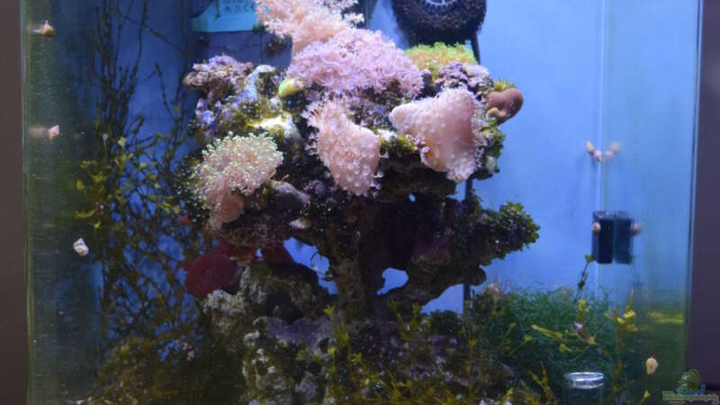 Aquarium am 17.08.2015 von Junglist (11)