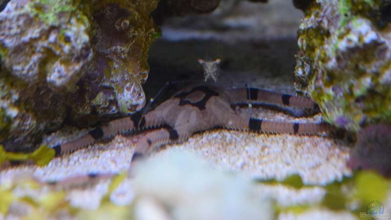 Ophioderma rubicunda - Schlangenseestern mit Rotscherengarnele von Junglist (40)