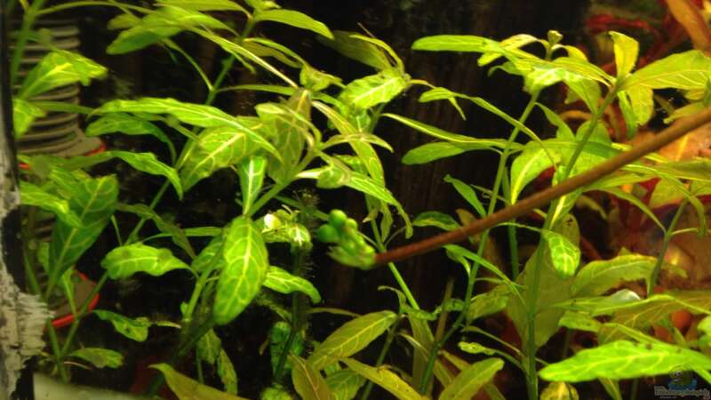 Pflanzen im Aquarium Kleines Stück Südamerika von Enzio (20)