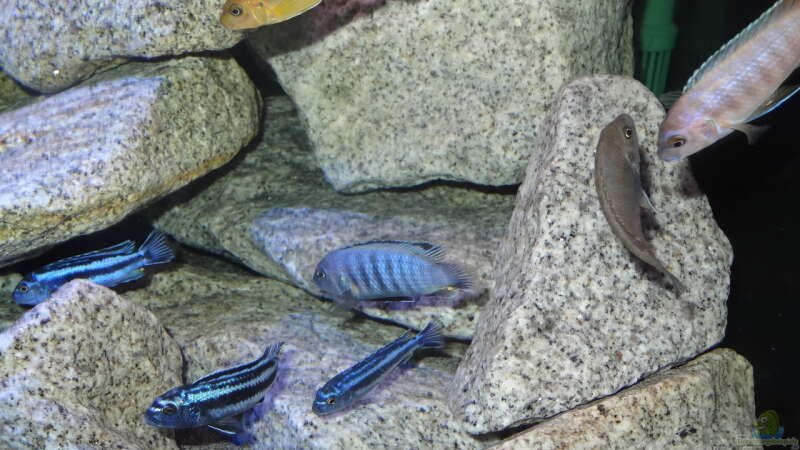 Einrichtungsbeispiele mit Melanochromis maingano / cyaneorhabdos (Einrichtungsbeispiele für Stahlblauer Maulbrüter)  - Mainganoaquarium