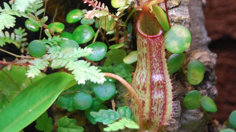 Nepenthes mit Peperomia im Hintergrund von Junglist (2)