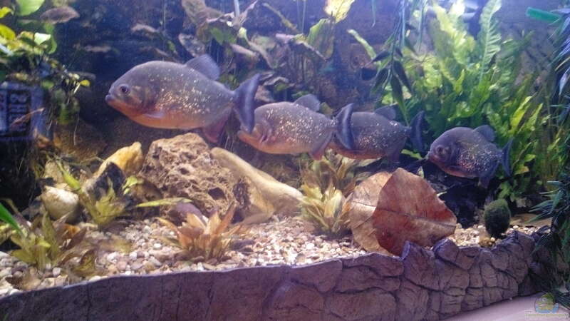 Aquarium Amazonas Becken von Serrasalmus nattereri (7)