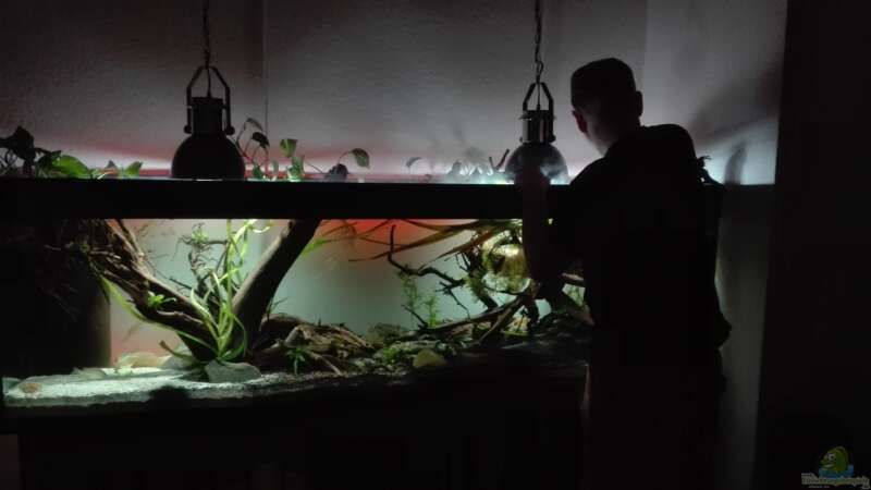 Aquarium erstes Südamerika Aquarium von seb (2)