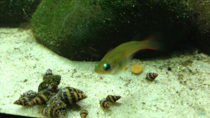 Oryzias woworae im Aquarium halten (Einrichtungsbeispiele für Neon-Reisfische)  - Oryzias-woworaeaquarium