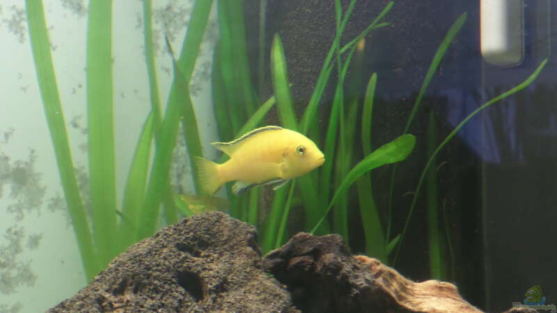 Labidochromis Yellow von hsrk1287 (2)
