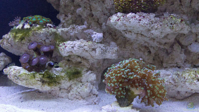 Neue Korallen 24.05.2015 von mmbm78 (25)