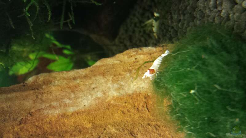 Besatz im Aquarium Red/Black Bee Becken von Aqua (12)