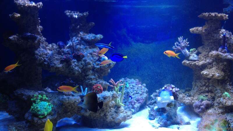 Aquarium BlueReef von ~Elena~ (2)