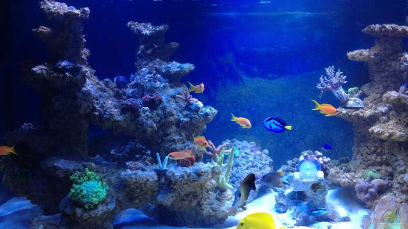 Aquarium BlueReef von ~Elena~ (4)