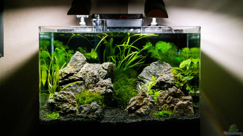 Aquarium Hauptansicht von Nickys 50 Liter Scaper´s Tank