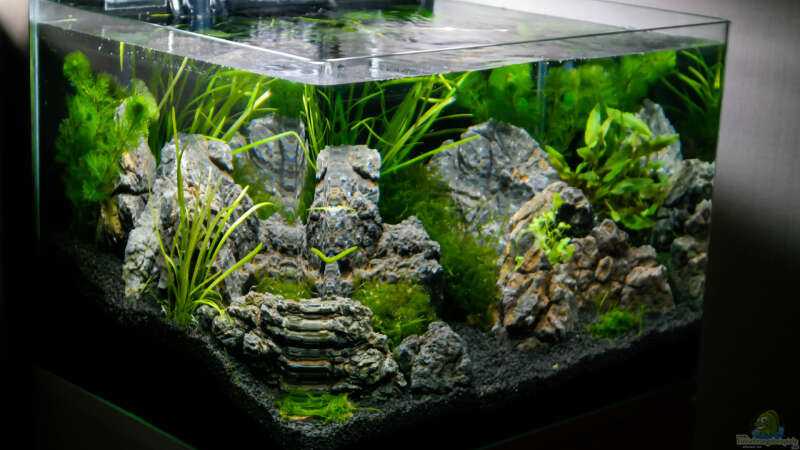 Aquarium Nickys 50 Liter Scaper´s Tank von DatNicky (3)