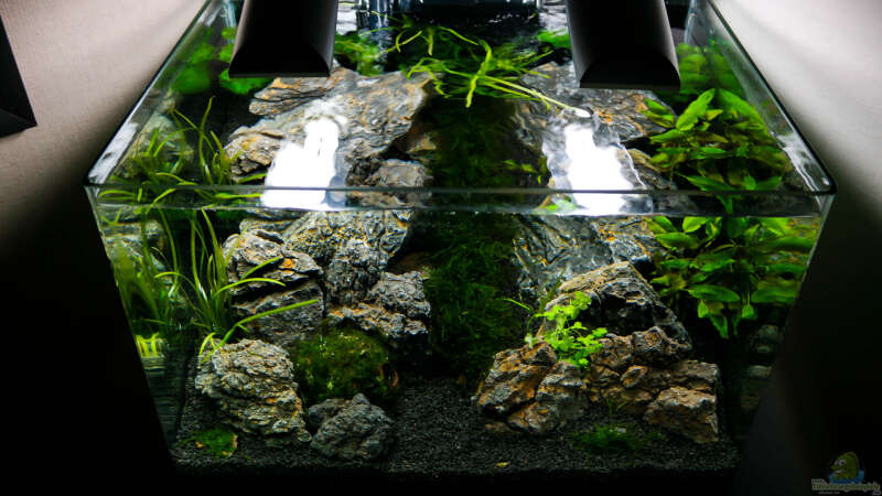 Aquarium Nickys 50 Liter Scaper´s Tank von DatNicky (6)