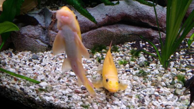 Die beiden Goldschmerlen schwimmen immer gemeinsam. von Steffen und Felix (37)