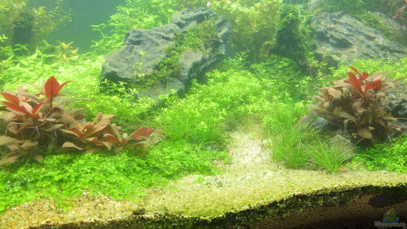 Aquarium schwäbische Alb von rorchi (37)