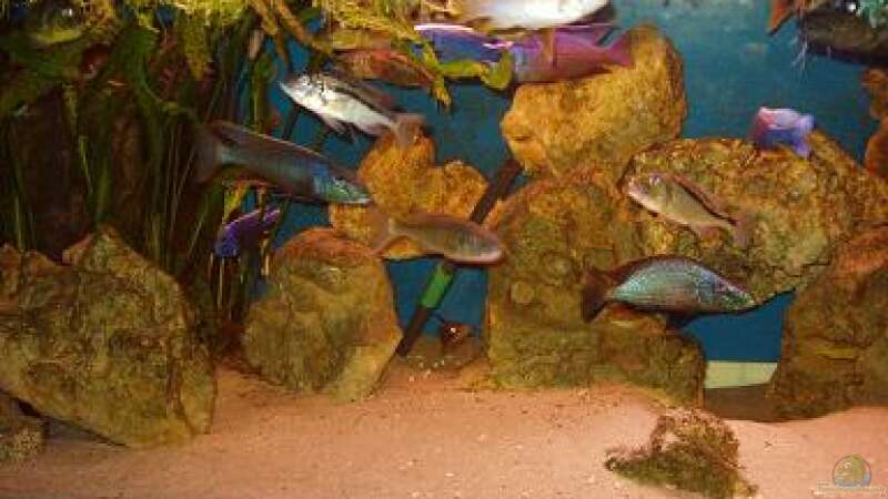Aquarium Becken 316 von Mark Mondl (2)