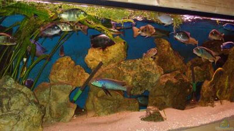 Aquarium Hauptansicht von Becken 316 von Mark Mondl (1)