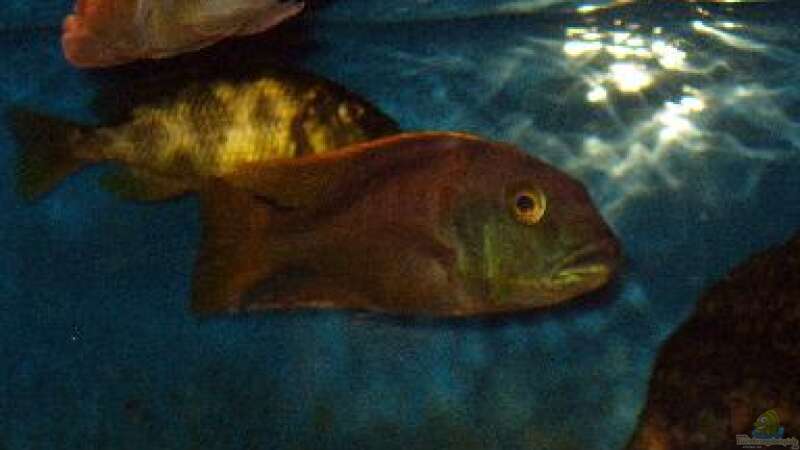 Buccochromis nototaenia, WF von Mark Mondl (17)