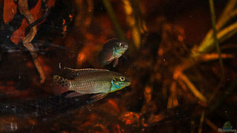 Besatz im Aquarium Enigmatochromis II von Cichlid Power (17)