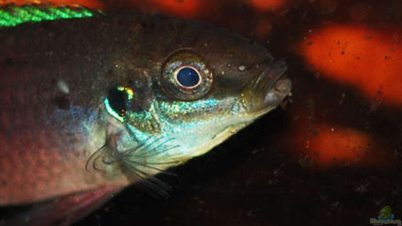 Besatz im Aquarium Enigmatochromis II von Cichlid Power (20)