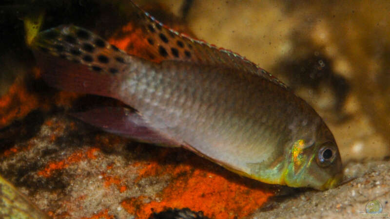 Besatz im Aquarium Enigmatochromis II von Cichlid Power (21)