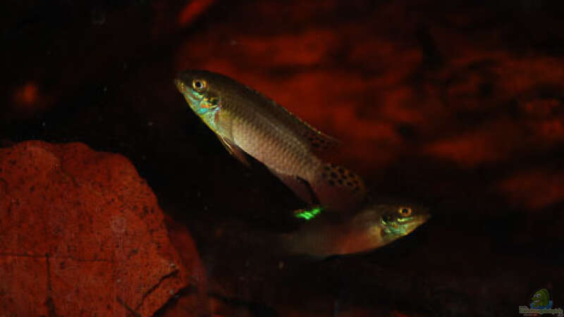 Besatz im Aquarium Enigmatochromis II von Cichlid Power (22)