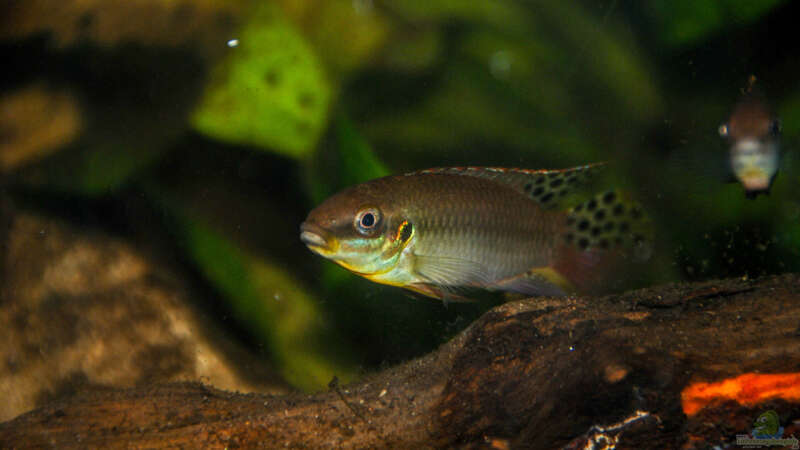 Besatz im Aquarium Enigmatochromis II von Cichlid Power (26)