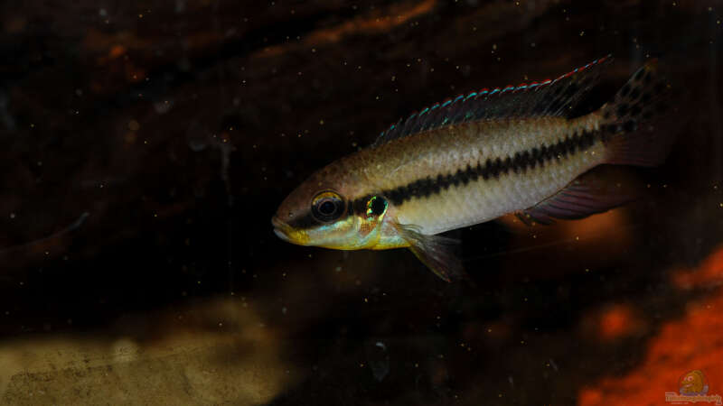 Besatz im Aquarium Enigmatochromis II von Cichlid Power (28)