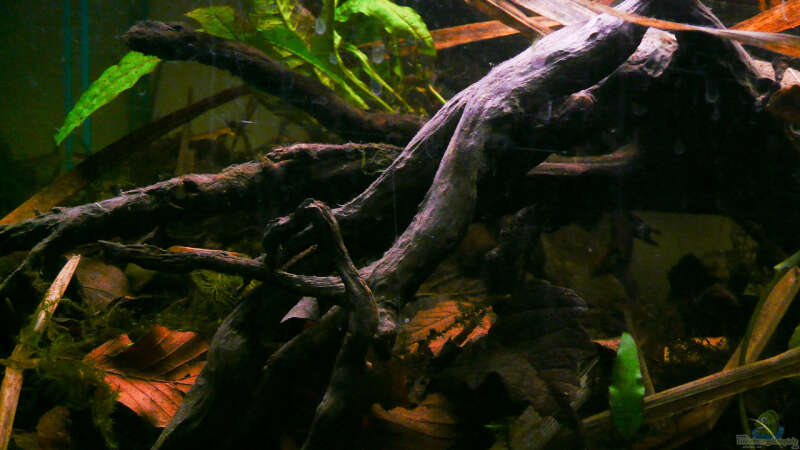 Dekoration im Aquarium Enigmatochromis II von Cichlid Power (10)