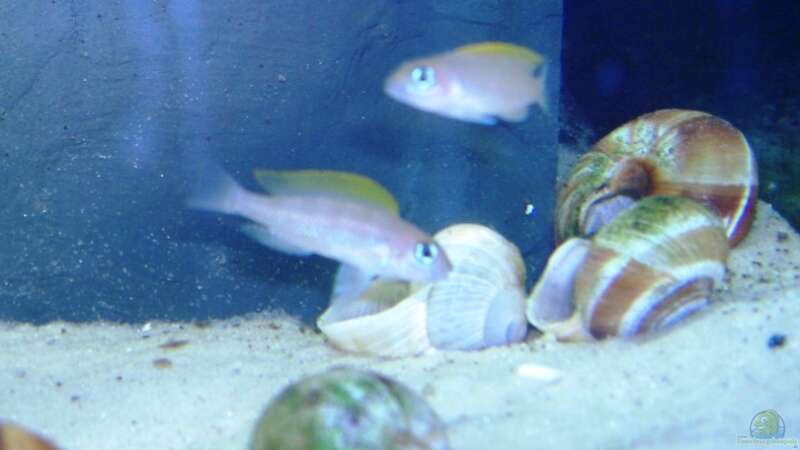 Besatz im Aquarium Tanganjika (aufgelöst) von Padrona (5)