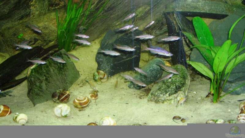 Besatz im Aquarium Tanganjika (aufgelöst) von Padrona (9)