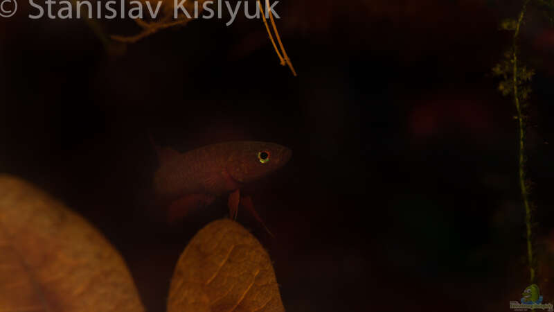 Aquarium Torfmoore Kalimantans von Stanislav Kislyuk (2)