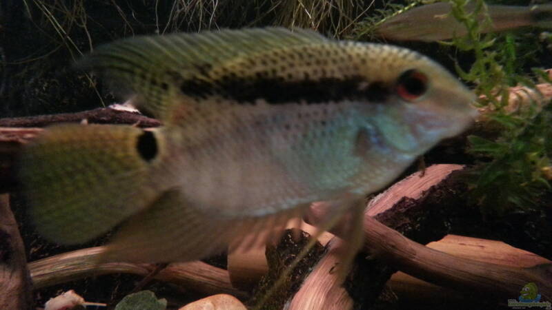 Aquarium Hauptansicht von Green Amazonas Aquarium Hauptansicht von Green Amazonas