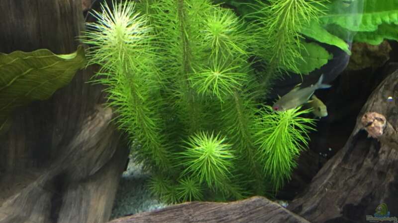 Pflanzen im Aquarium My American( nur noch Beispiel) von Basti@ (3)
