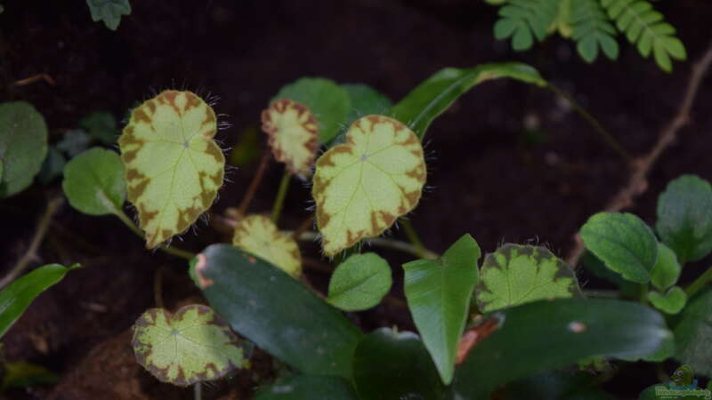 Begonia im Terrarium pflegen (Terrariumbeispiele für Schiefblatt)  - Begoniaaquarium