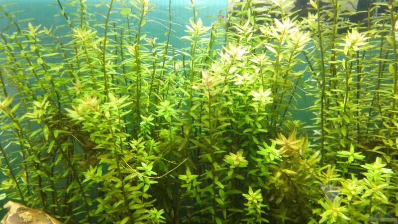 Pflanzen im Aquarium Life in Green von Tobias93 (4)
