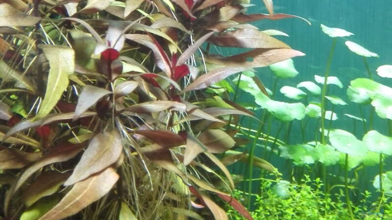 Pflanzen im Aquarium Life in Green von Tobias93 (5)