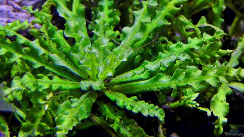 Pflanzen im Aquarium Clear Structure von snooze (3)