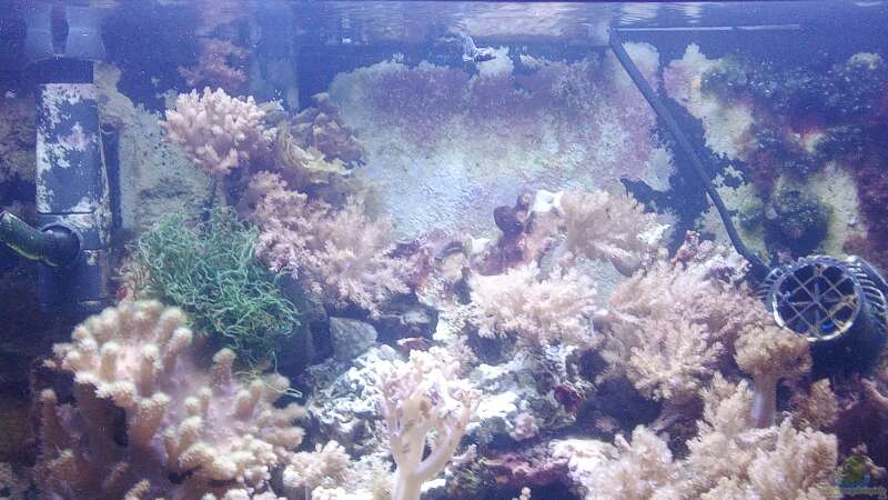 Aquarium Weichkorallenbecken von Torsten Bullmahn (11)