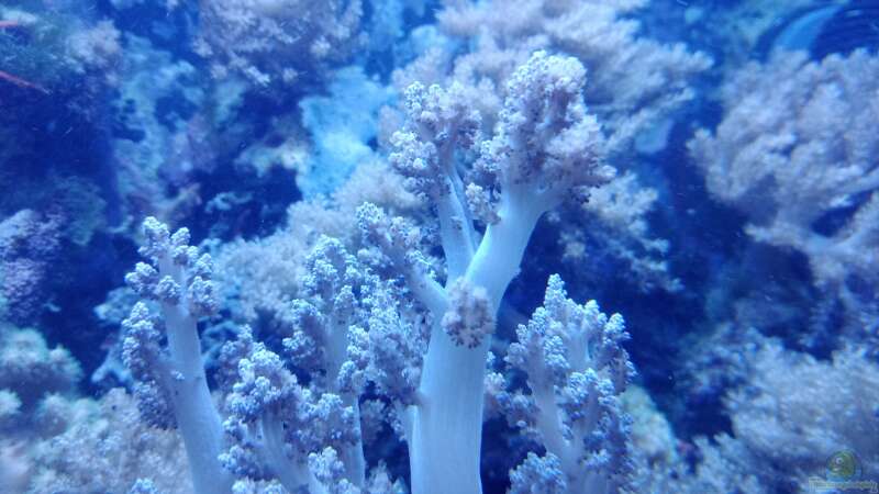 Pflanzen im Aquarium Weichkorallenbecken von Torsten Bullmahn (25)