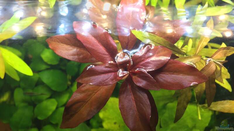 Meine Lieblingspflanze: Ludwigia repens  von Yasmine (11)