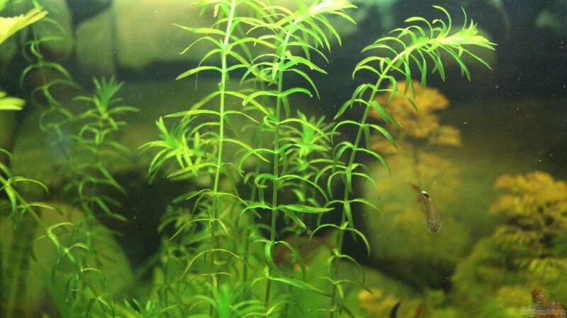 Pflanzen im Aquarium Green Life von Ralf Kl (10)