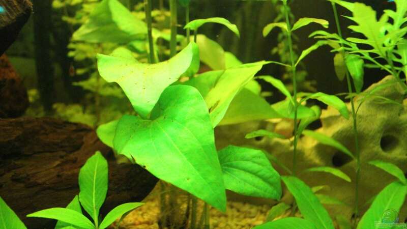 Pflanzen im Aquarium Green Life von Ralf Kl (5)