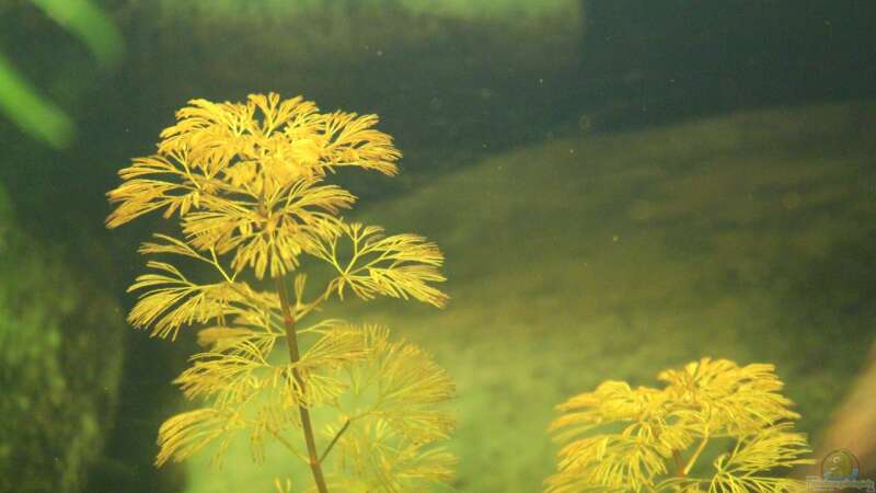 Aquarien mit Cabomba furcata (Rote Haarnixe)  - Cabomba-furcataaquarium