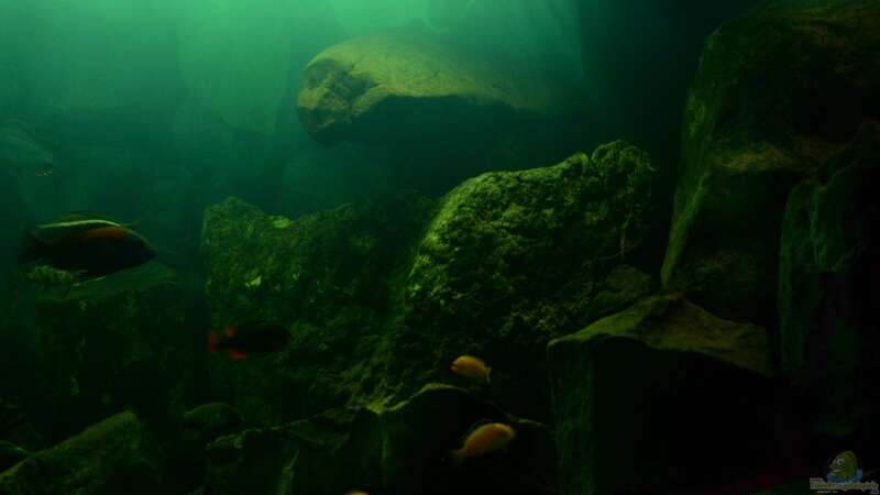 Aquarium Malawi Barschbecken von Midgard (3)