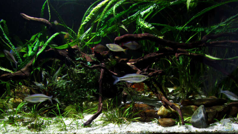 Aquarium Driftwood von wsc (3)