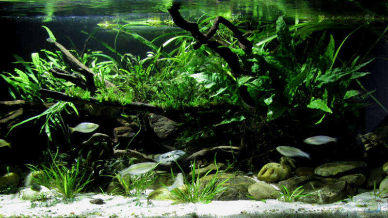 Aquarium Driftwood von wsc (5)